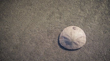 Foto de Piedra blanca en la playa de arena - Imagen libre de derechos