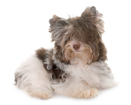 Photo for Shih tzu dog in front of white background - Royalty Free Image
