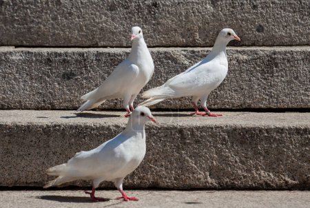 Téléchargez les photos : Trois pigeons blancs sur des escaliers en pierre - en image libre de droit
