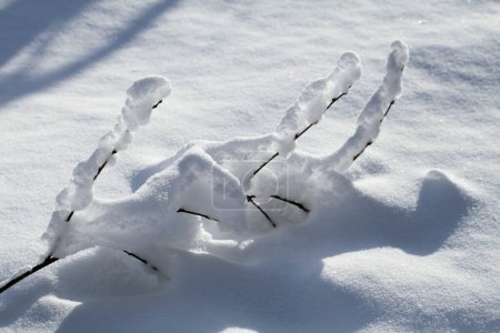 Téléchargez les photos : Branche dans la neige en hiver - en image libre de droit