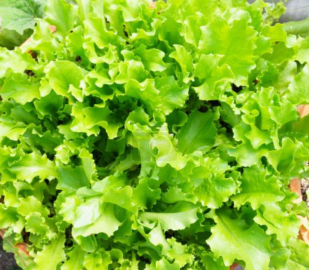 Photo for Fresh Lettuce Leaves, close up view - Royalty Free Image