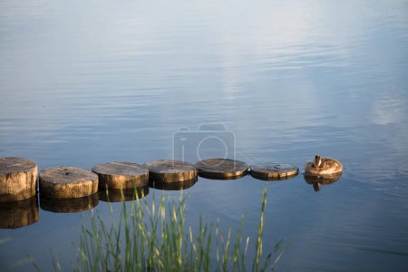 Photo for Duck and duckling in the morning autumn Lake - Royalty Free Image