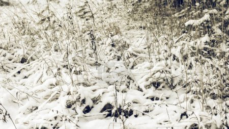 Téléchargez les photos : Pays des merveilles hivernales blanches. Beau fond naturel - en image libre de droit