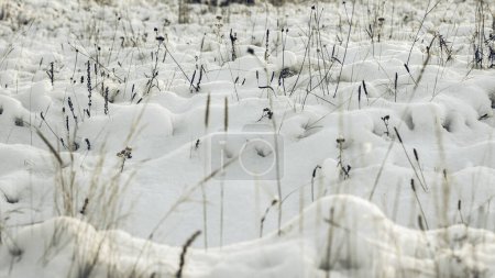 Photo for White wintry wonderland. Beautiful natural background - Royalty Free Image