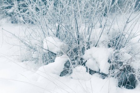 Photo for White wintry wonderland. Beautiful natural background - Royalty Free Image