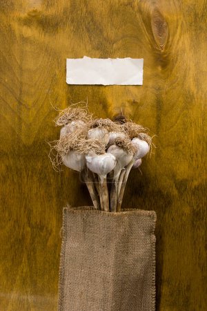 Photo for Heads of garlic in the beam - Royalty Free Image