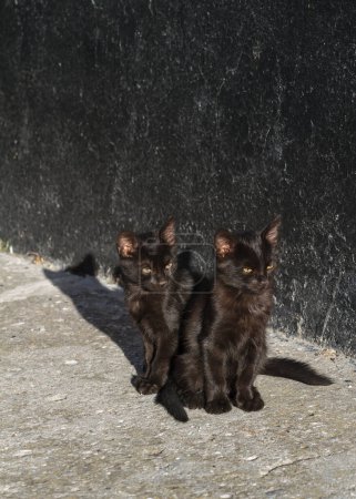 Téléchargez les photos : Belle vue rapprochée de deux chaton noir - en image libre de droit