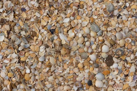 Foto de Conchas de mar en la playa de arena húmeda - Imagen libre de derechos