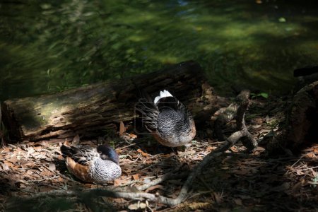 Téléchargez les photos : American Widgeon Canards gros plan - en image libre de droit