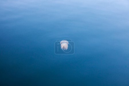 Foto de Medusas acuáticas flotando en el agua de mar - Imagen libre de derechos