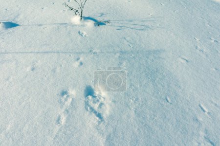 Photo for Abstract creative backdrop. Snow Background Texture - Royalty Free Image