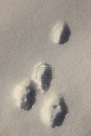 Photo for Footprints in the snow - Royalty Free Image