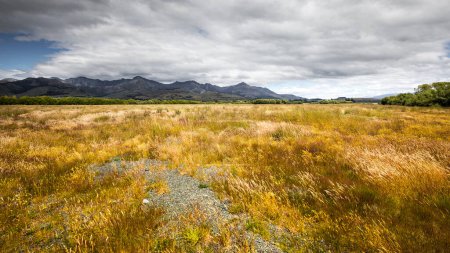 Téléchargez les photos : Prairie typique en Nouvelle-Zélande - en image libre de droit