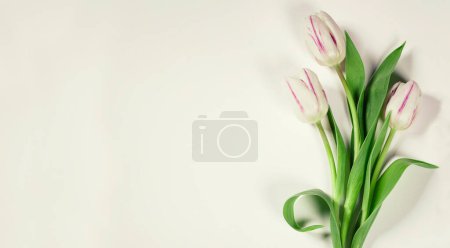 Téléchargez les photos : Tulipes roses isolées sur fond blanc - en image libre de droit