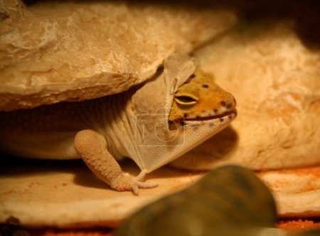 Foto de Vertiendo Leopard Gecko vista de cerca - Imagen libre de derechos