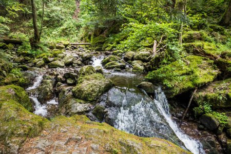 Téléchargez les photos : Vue panoramique du ruisseau dans la forêt de conifères - en image libre de droit