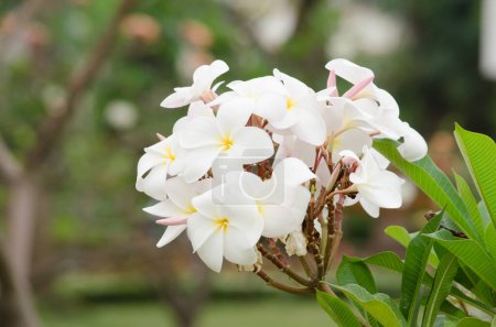 Photo for Beautiful plumeria flowers, close up view - Royalty Free Image