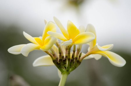 Photo for Beautiful plumeria flowers, close up view - Royalty Free Image