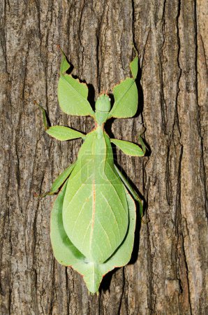 leaf insect is eatting on the leaf 