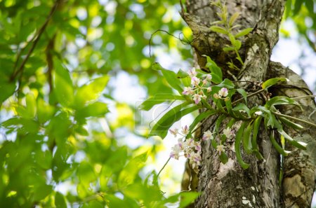 Foto de Orquídea es el crecimiento en el bosque Tailandia - Imagen libre de derechos