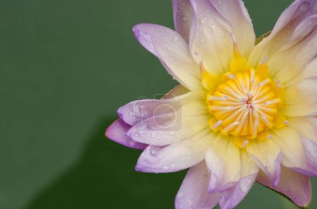 Téléchargez les photos : Belle fleur de lotus en fleurs dans l'étang - en image libre de droit