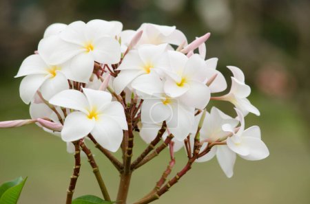 Téléchargez les photos : Belles fleurs plumeria, vue rapprochée - en image libre de droit