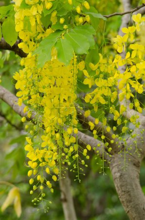 Foto de Árbol de lluvia dorada en el jardín - Imagen libre de derechos