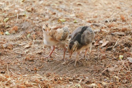 Foto de Hen and chicks is domestic in house - Imagen libre de derechos