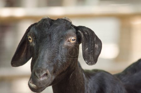 Photo for Black domestic goat portrait - Royalty Free Image
