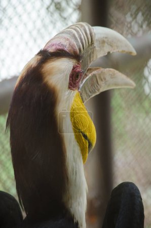 Téléchargez les photos : Hornbill dans le zoo - en image libre de droit