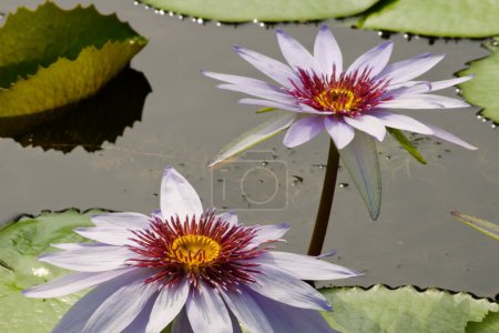Foto de Flores de loto de agua en el estanque - Imagen libre de derechos