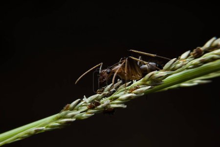 Photo for A closeup shot of ant family sitting on plant - Royalty Free Image