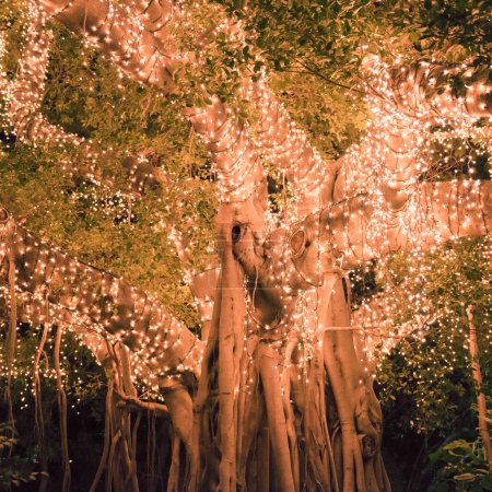 Foto de Hermoso árbol ubicado en la ciudad de Brisbane cubierto de luces
. - Imagen libre de derechos