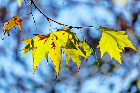 Foto de Hermosa vista de las hojas en el parque - Imagen libre de derechos