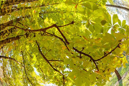 Foto de Hermosa vista de las hojas en el parque - Imagen libre de derechos