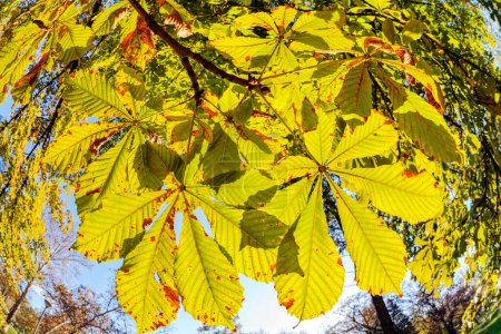 Téléchargez les photos : Belle vue sur les feuilles dans le parc - en image libre de droit