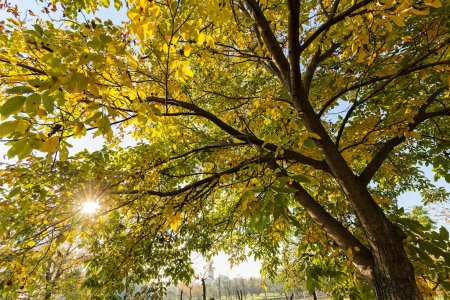 Foto de Hermosa y pintoresca vista de los árboles a principios de otoño - Imagen libre de derechos