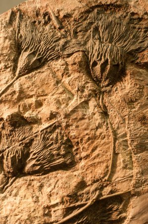 Téléchargez les photos : Crinoïdes marins fossiles sur pierre - en image libre de droit