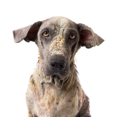 Foto de Primer plano perro enfermo lepra problema de la piel con fondo blanco - Imagen libre de derechos