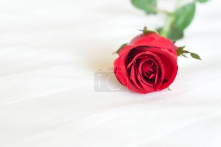Foto de Primer plano rosa roja sobre fondo de cama blanca, amor y sensación romántica - Imagen libre de derechos