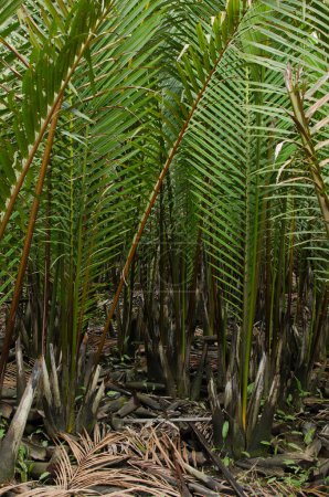 Téléchargez les photos : Jeunes palmiers aux feuilles vertes fortes - en image libre de droit
