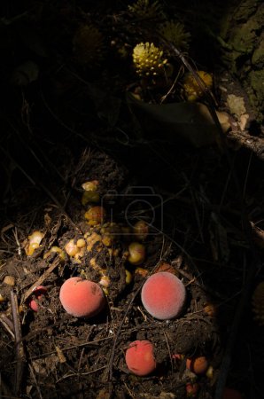 Foto de Setas en el bosque en temporada de otoño. - Imagen libre de derechos