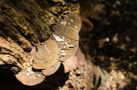 Photo for Tree trunk with many shells - Royalty Free Image