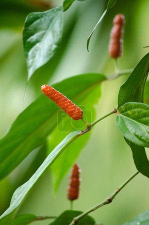 Photo for Long pepper, close up - Royalty Free Image