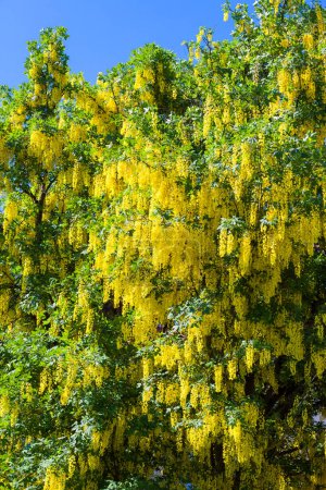 Téléchargez les photos : Laburnum jaune typique. Beau fond floral - en image libre de droit