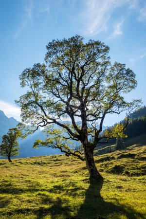 Téléchargez les photos : Érable dans les Alpes karwendel - en image libre de droit