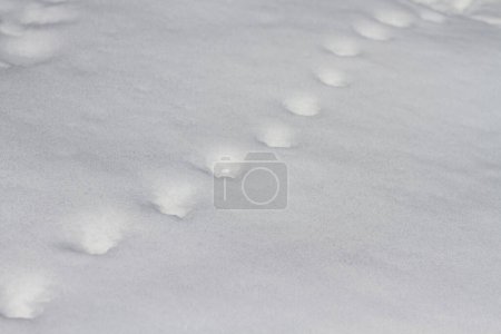 Foto de Pasos en la nieve. fondo de invierno - Imagen libre de derechos