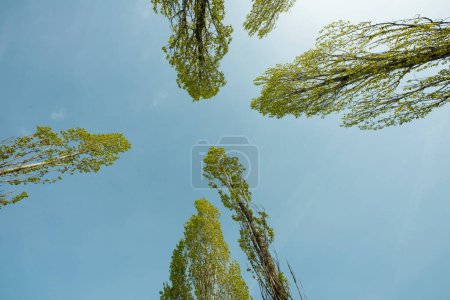 Foto de Vista de los árboles en el cielo - Imagen libre de derechos