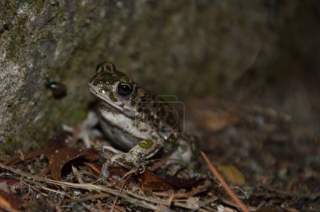 Photo for Frog, close up view - Royalty Free Image
