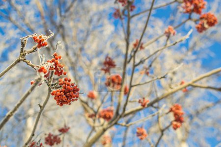 Téléchargez les photos : Frêne de montagne en hiver sur fond de ciel - en image libre de droit
